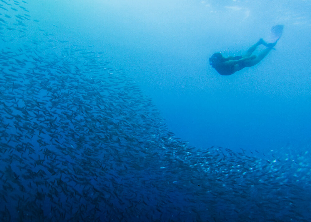Swimming in the Sardine Runs in Moalboal