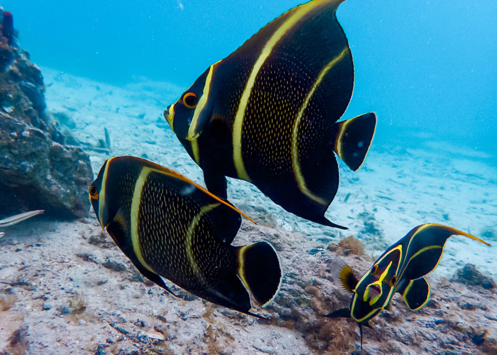 black and yellow fish