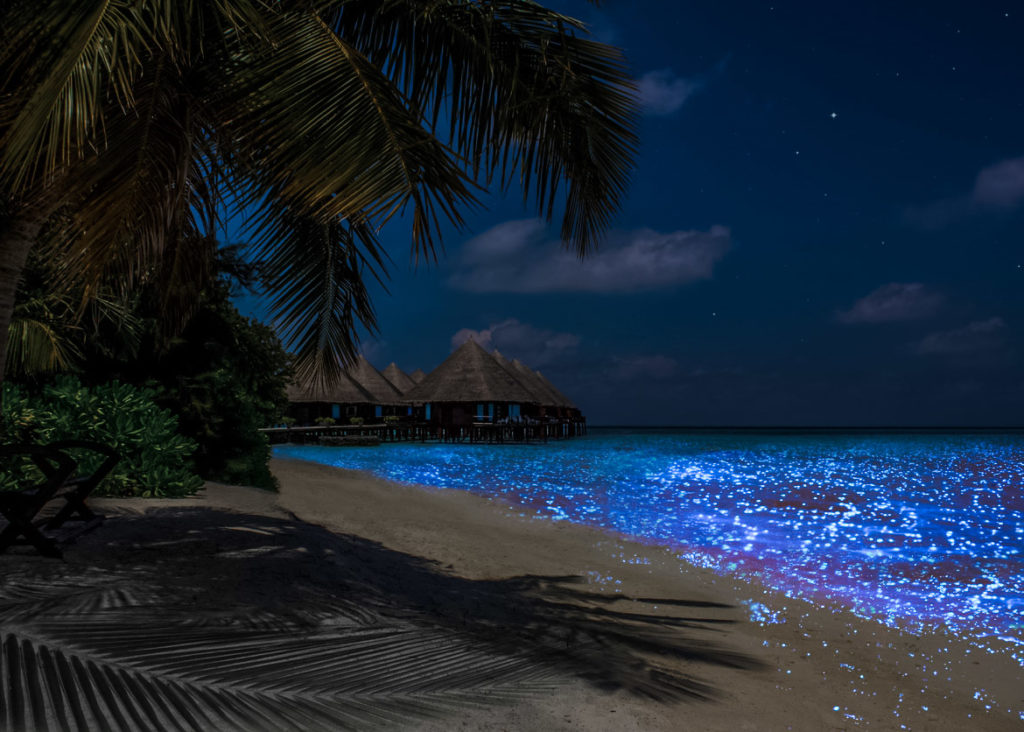 Fluorescent plankton in the Maldives