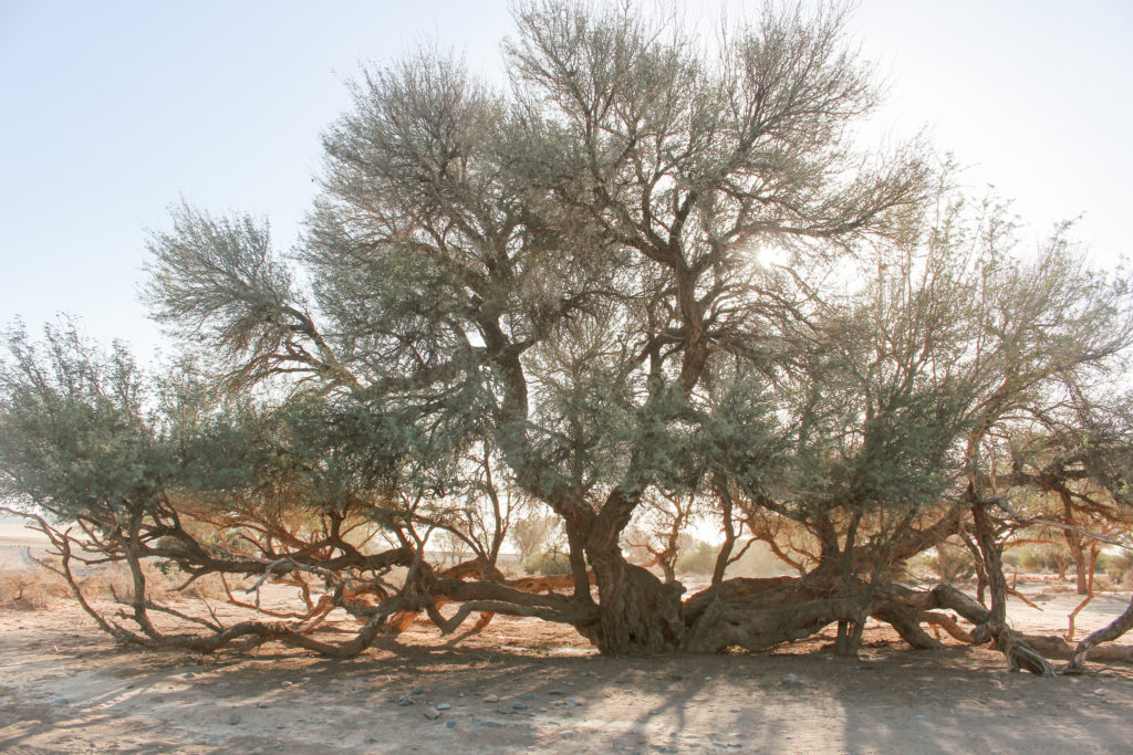 desert tree namibia