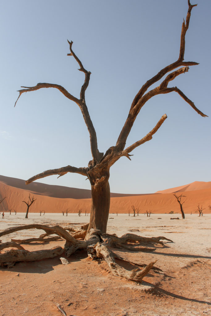dead tree namibia
