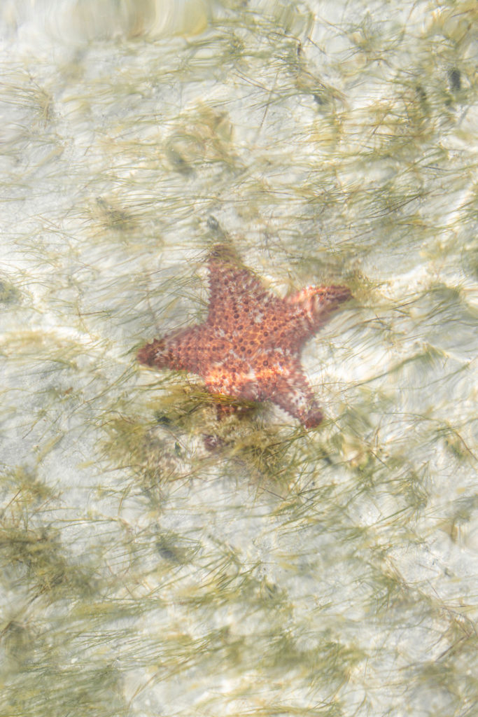 starfish puerto rico