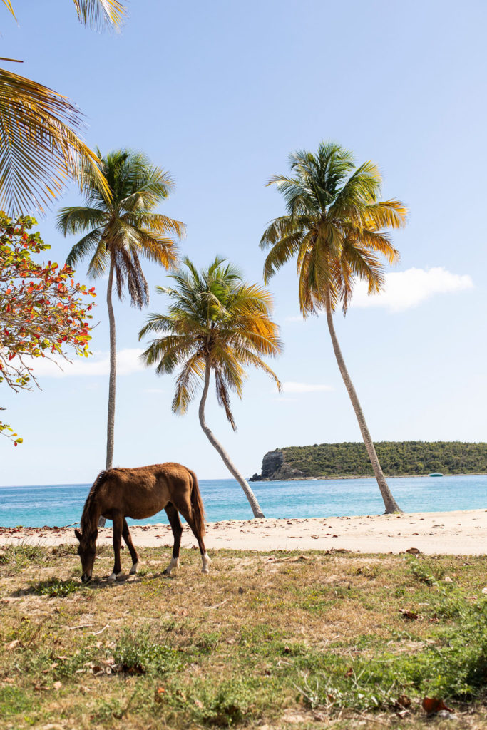 horse on beach puerto rico