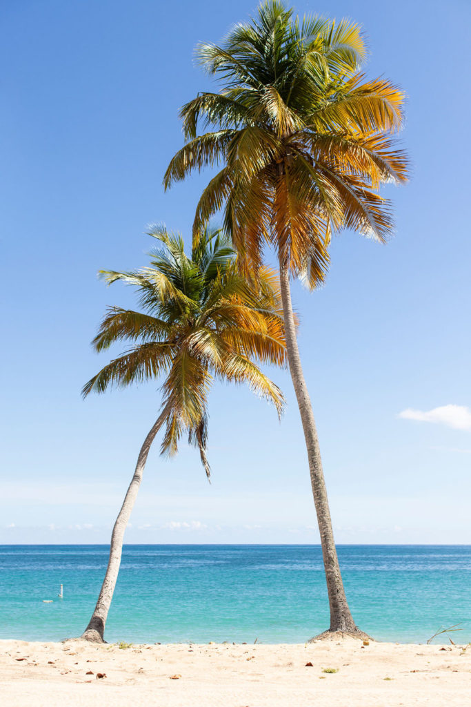 palm trees on beach puerto rico